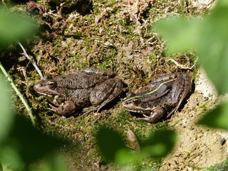 Pause grenouille 
