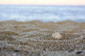 Muschel im Sand
