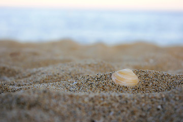 Muschel im Sand