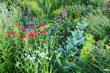 In the flower and vegetable garden