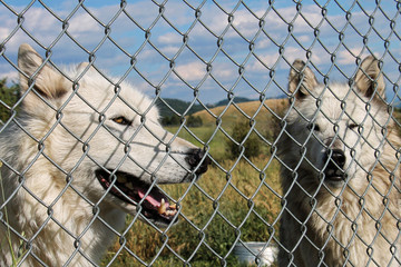 Pair of white wolves in a sanctuary