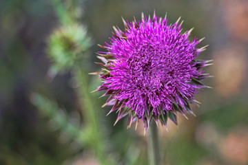 Macro of a thistle flower