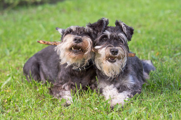 two black and silver miniature schnauzer dogs playing one stick together on the natural grass background