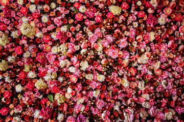 Closeup image of beautiful flowers wall background 