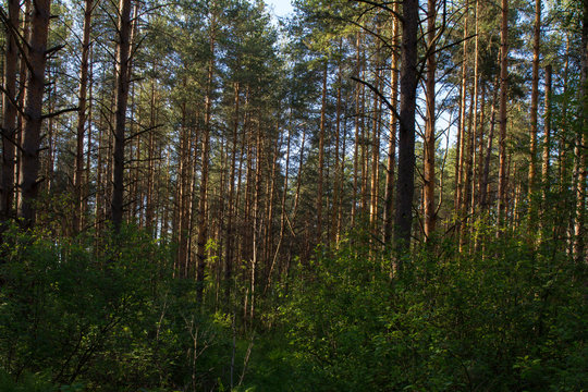 Природа России. Лес мачтовых сосен и подлесок.