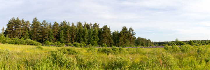 Природа России. Дикое поле и сосновый лес на горизонте.