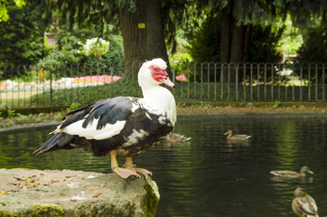 Wild duck on the pond in the park. Leader.