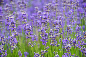 Fototapeta premium lavender on a field in detail