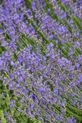 lavender on a field in detail