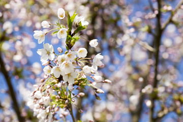 Sakura. Tree cherry on the garden.