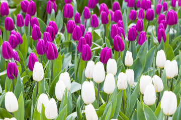 Obraz na płótnie Canvas White and violet tulips