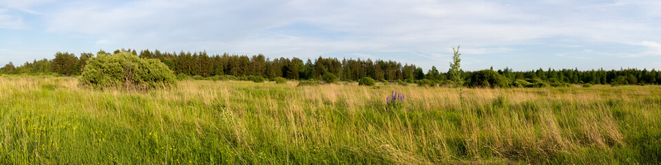 Природа России. Дикое поле и сосновый лес на горизонте. © 1802185