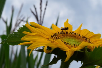 Sonnenblume