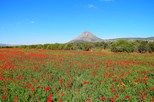 Campo de amapolas en X&agrave;bia