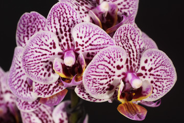 Orchidea, Orchid