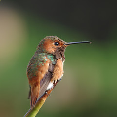 A perched Allen's hummingbird photographed in Southern California, USA.