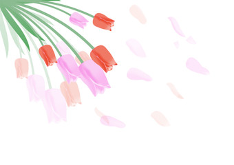 Tulip isolated on white background