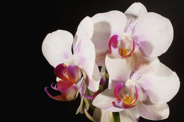 Naklejka na ściany i meble Orchidea, Orchid