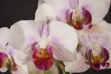 Orchidea, Orchid