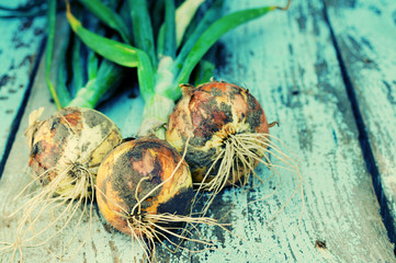 Onions crop on the textural wooden surface. Top view.