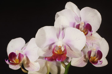 Fototapeta na wymiar Orchidea, Orchid