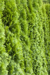 green hedge closeup