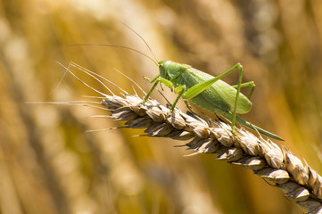 Great Green Bush-Cricket