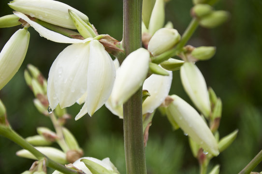 Jucca wet flowers closeup
