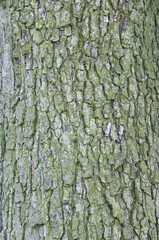 old tree bark texture