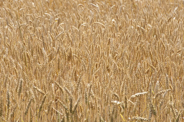 yellow grown wheat background