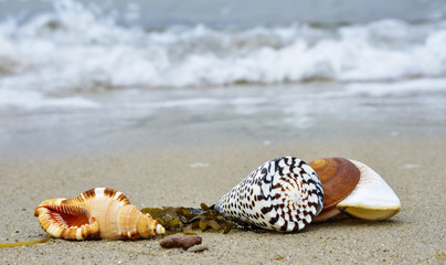 Fototapeta na wymiar shells on a beach