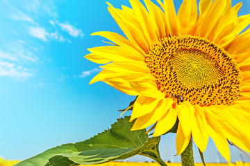 Sunflower with blue sky and beautiful sun / sunflower