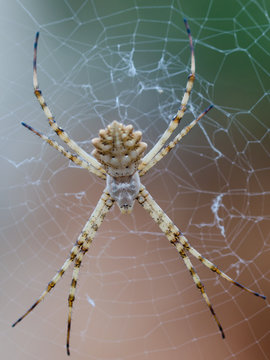 A female spider Agriope lobata on the web
