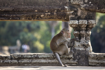 Long-tailed Macaque Monkey sitting on ancient ruins of Angkor Wa