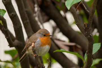 Pettirosso