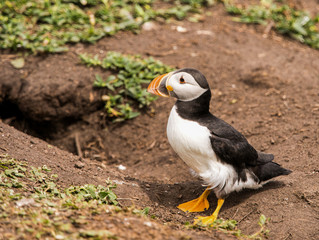 Puffins on the Farne Islands, Northumberland, UK
