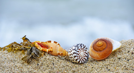 shells on a beach