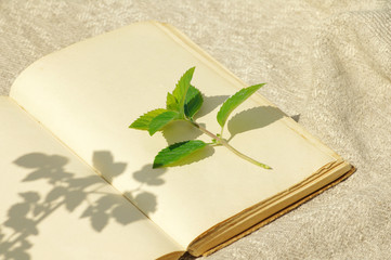 Branch of fragrant fresh mint on the open book with blank clean sheets