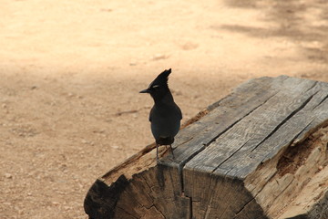 Blue jay on a log