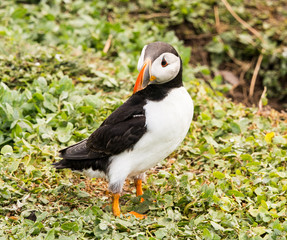 Puffins on the Farne Islands, Northumberland, UK
