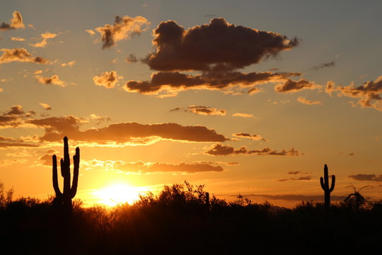 Cactus at sunset in Arizona