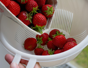 Fresh strawberries