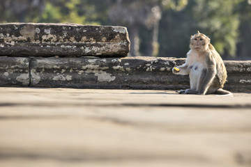 Fototapeta na wymiar Long-tailed Macaque Monkey sitting on ancient ruins of Angkor Wa