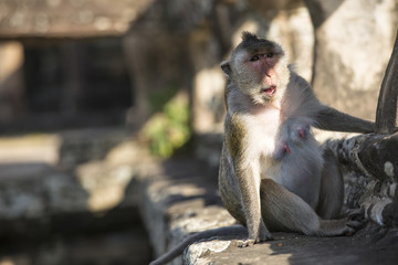 Long-tailed Macaque female Monkey sitting on ancient ruins of An