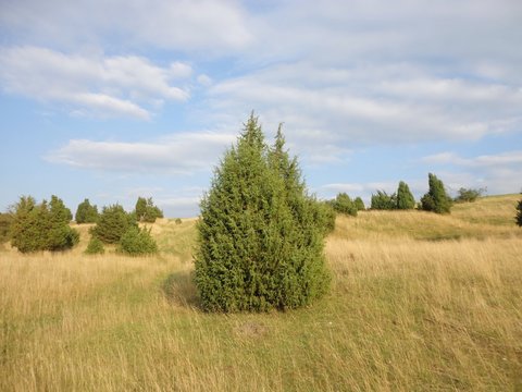 Wacholderheide
