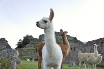 Obraz premium リャマの子どもとマチュピチュ