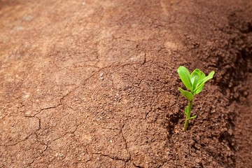 Life grows in the desert