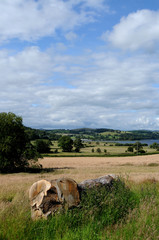 The countryside near Bala in Gwynedd.