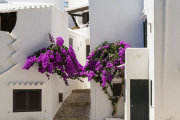 Vicolo con fiori di villaggio di pescatori