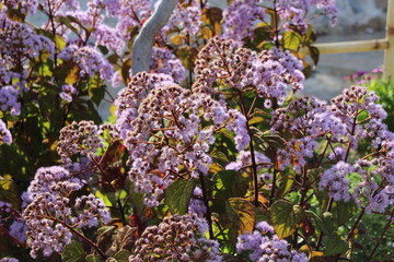 Flores moradas